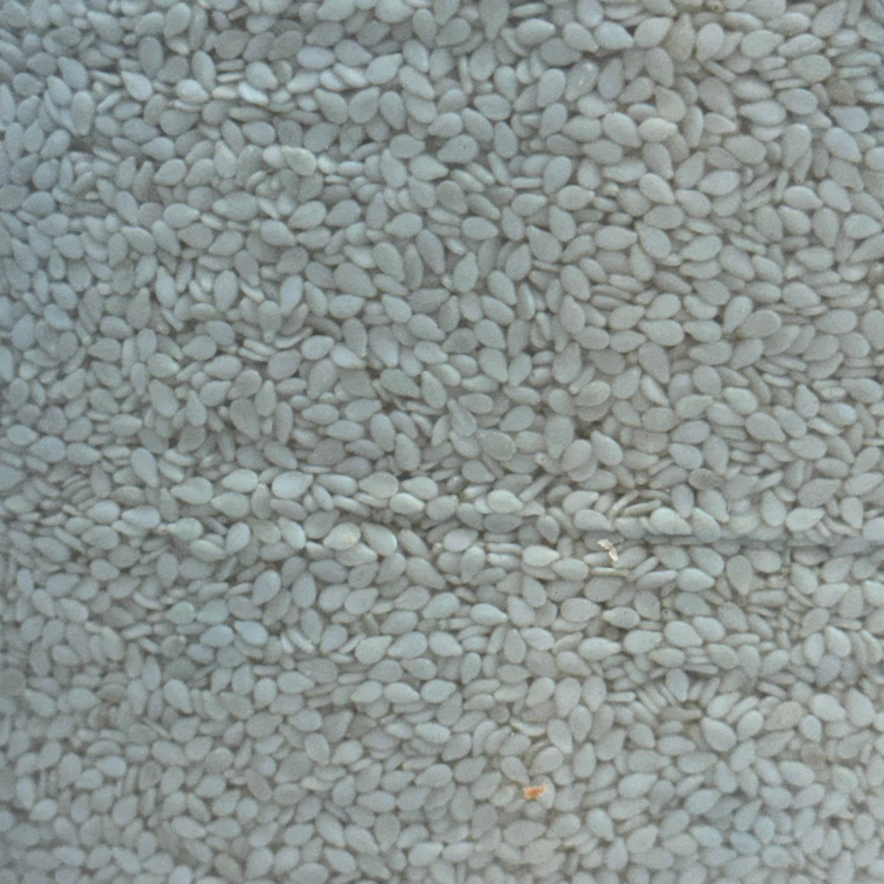 BAKESENSE Hulled Sesame Seeds 10 Lbs 73246