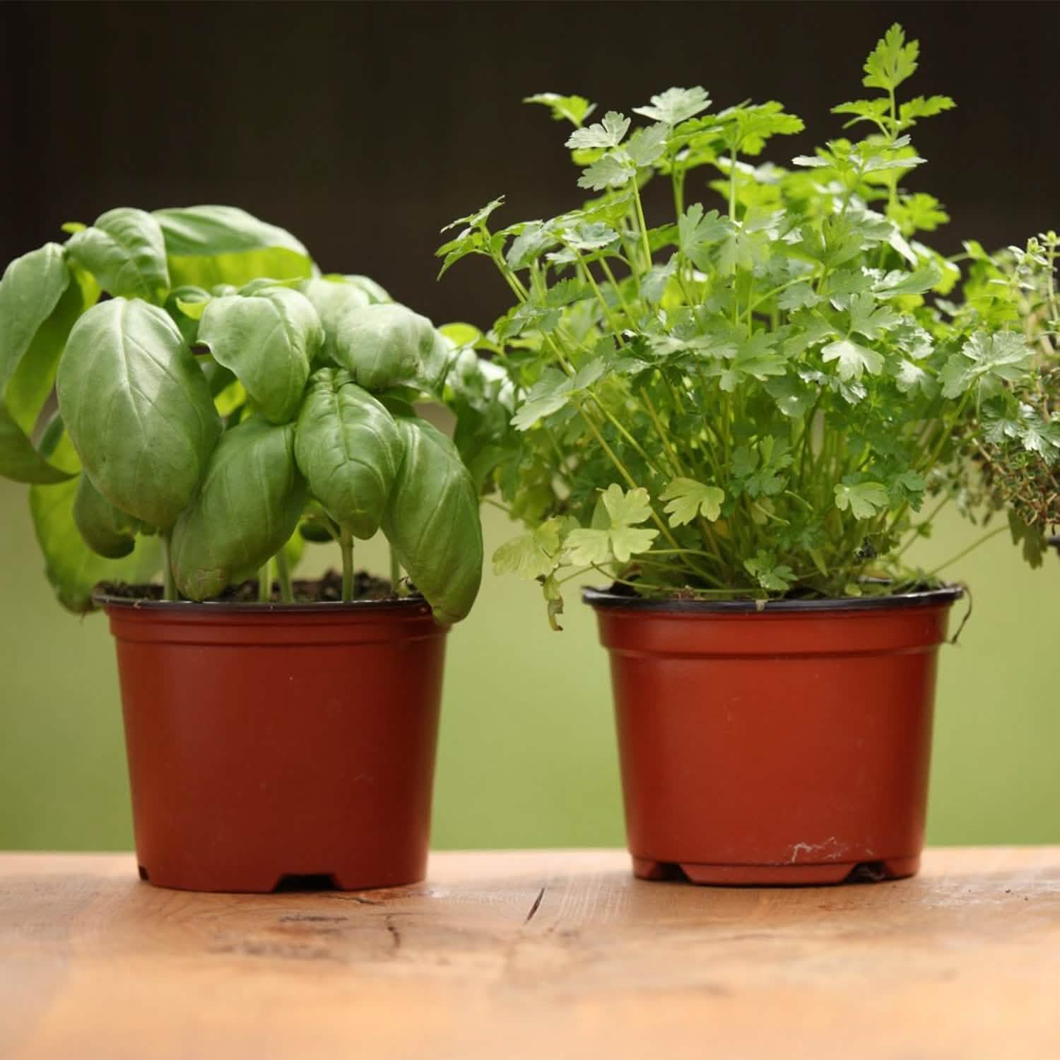 100-Piece: Plastic Plant Nursery Pots