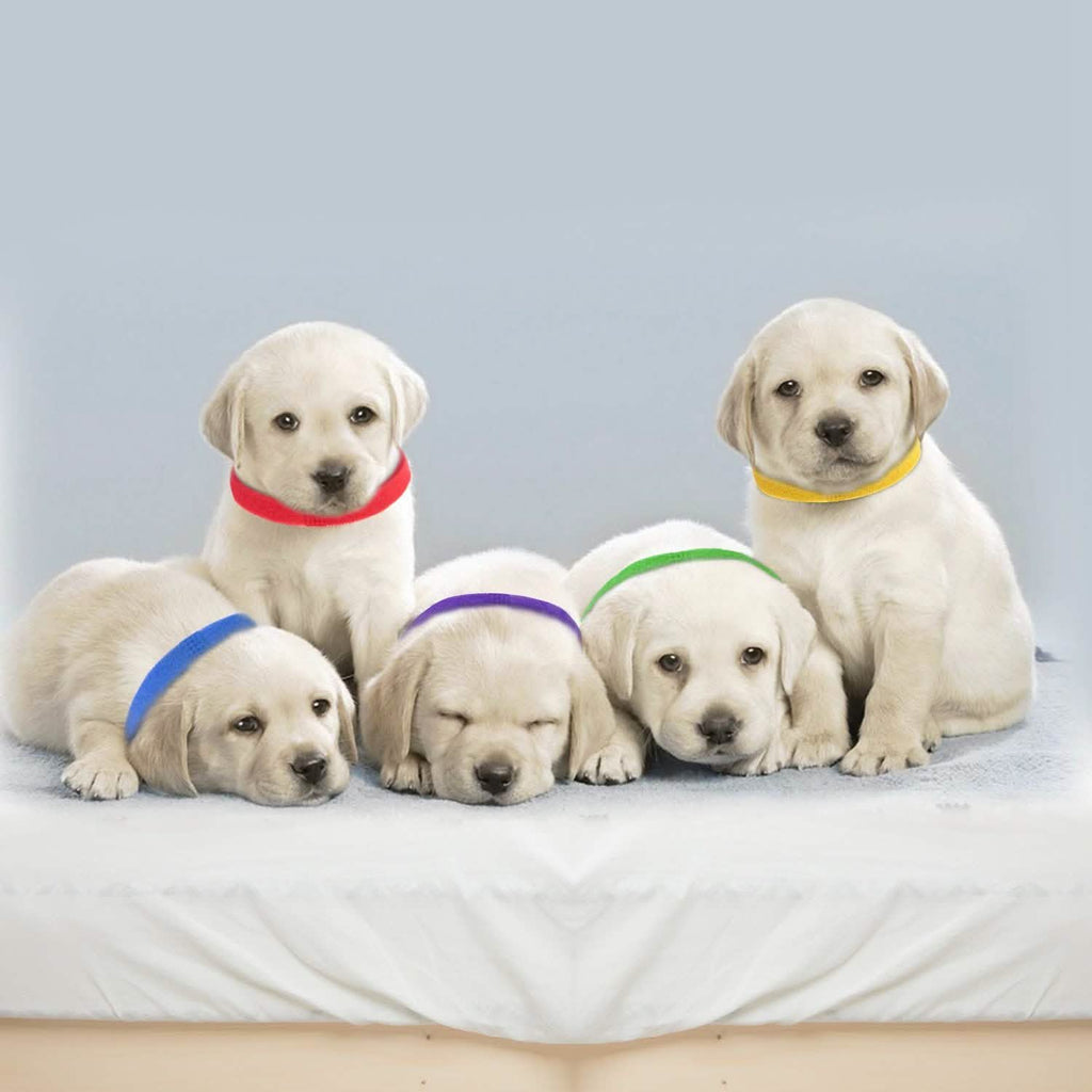 12-Piece: Whelping ID Collars Color Set