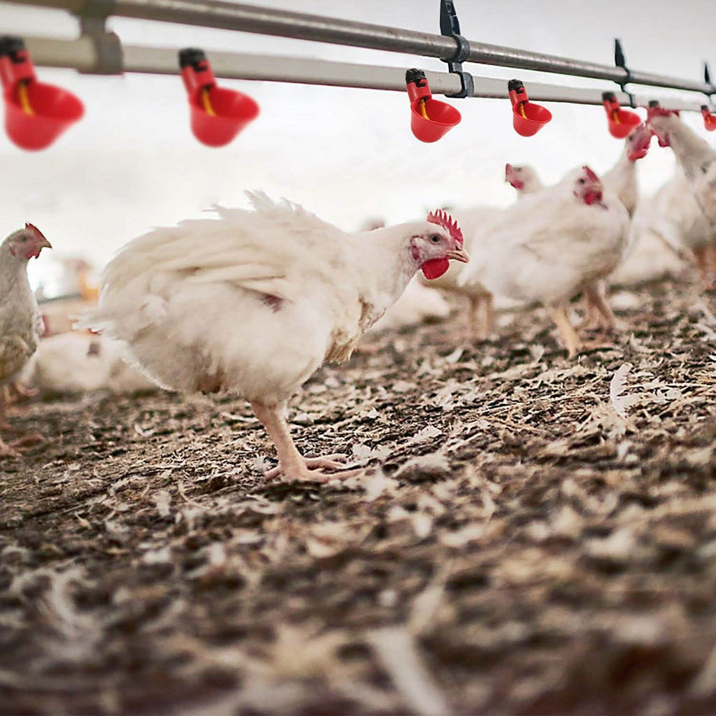 20-Pack: Chicken Waterer Automatic Drinker