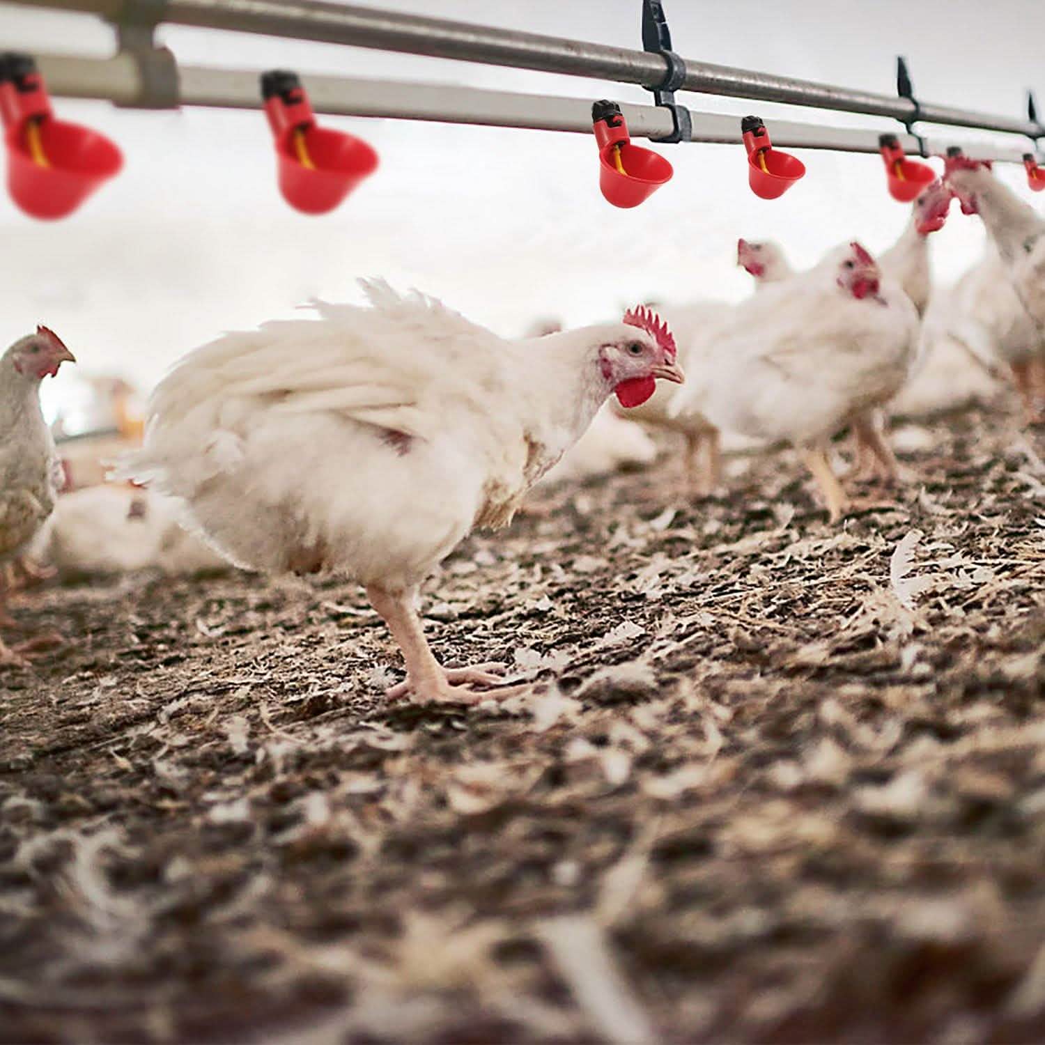 20-Pack: Chicken Waterer Automatic Drinker