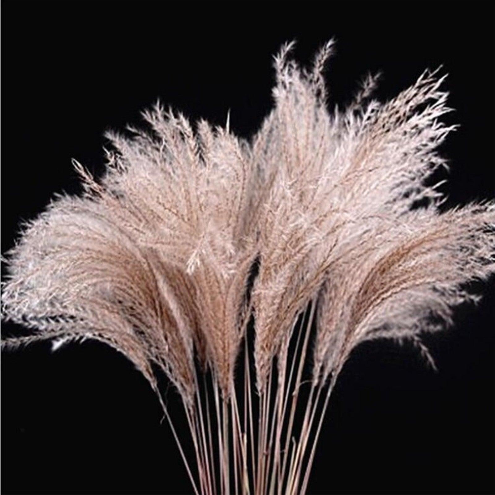 50Pcs/Bunch 50cm Natural Phragmites Reed Flowers Bulrush Bouquet Big Dried Pampas Grass Wedding Decoration Home Fall Decor