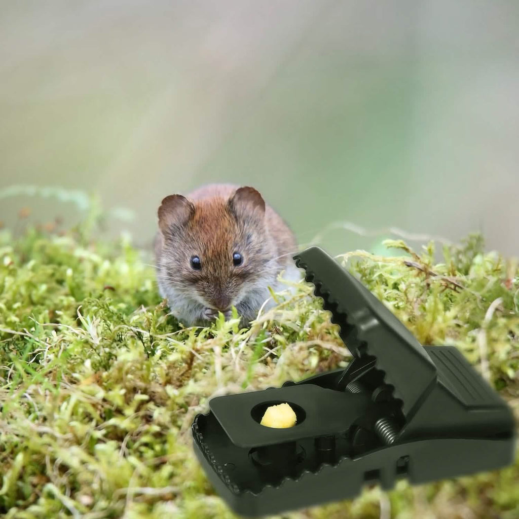 6-Pack: Reusable Mouse Trap