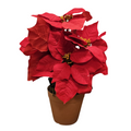 Poinsettia Red with Pot AA2025-8 Artificial Holiday Plant