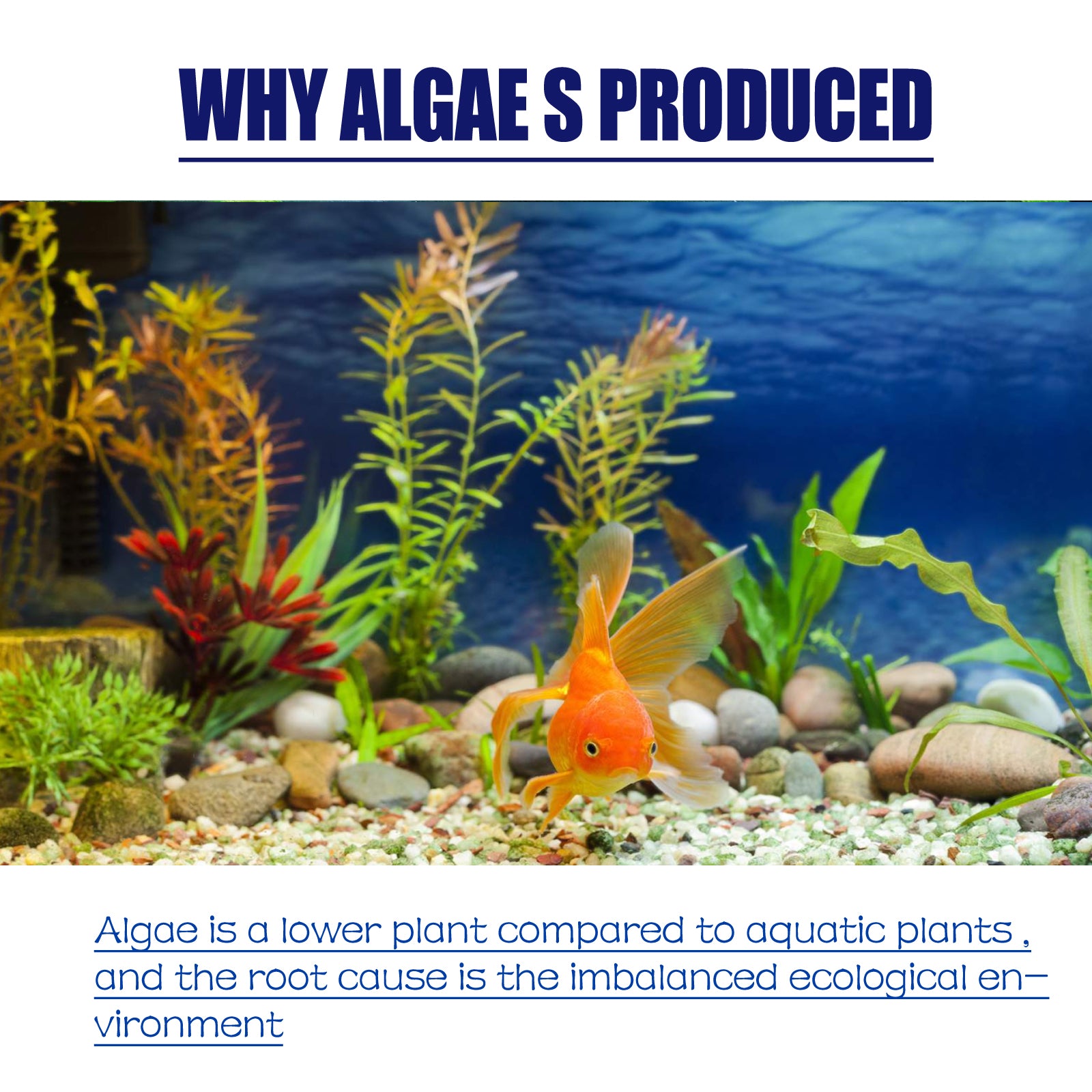 Dealgal Lichen, Aquarium Cleaning Agent Algae Removal Moss Fish Tank Moss Removal Agent Algae Removal From Green Water
