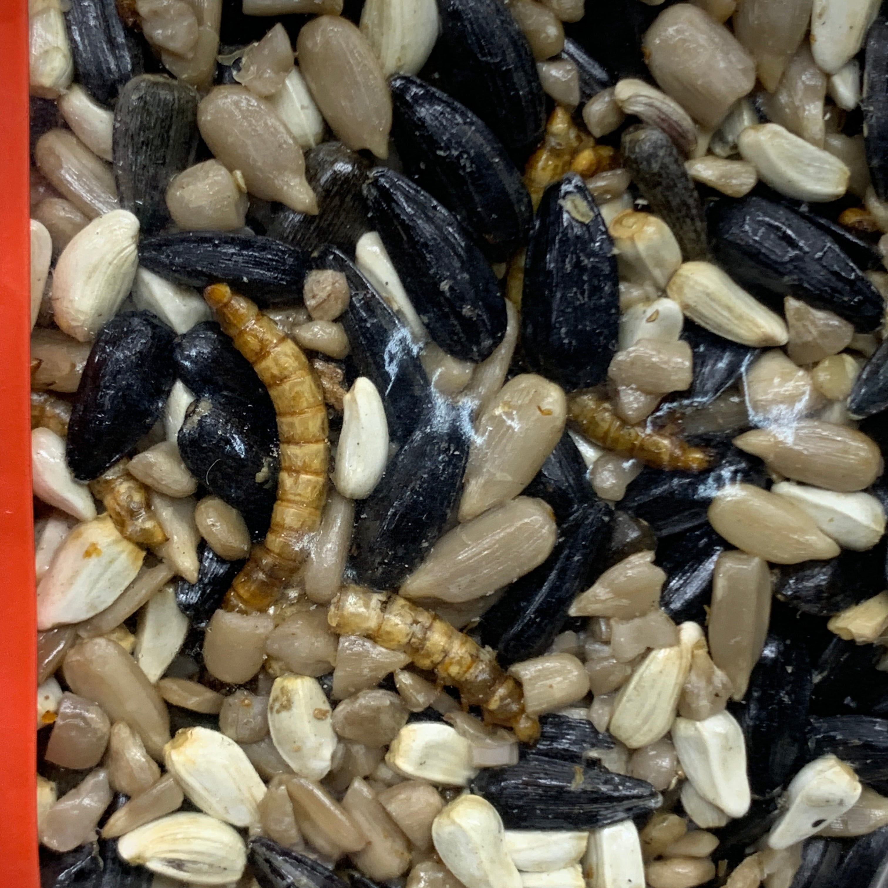 HAPPY HEN (3 PACK) Treat Square Mealworm & Seed 6 oz 855297003407