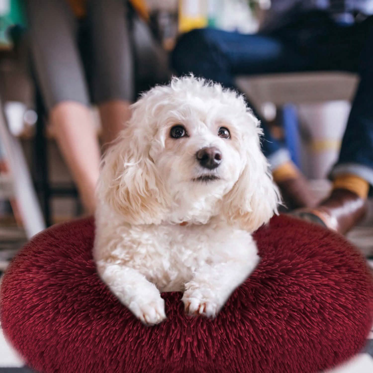 Dog Cozy Nest Sofa Bed Cushion