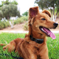 Electric Pet Dog Anti-Bark Training Collar Safe Tone Shock Control Adjustable