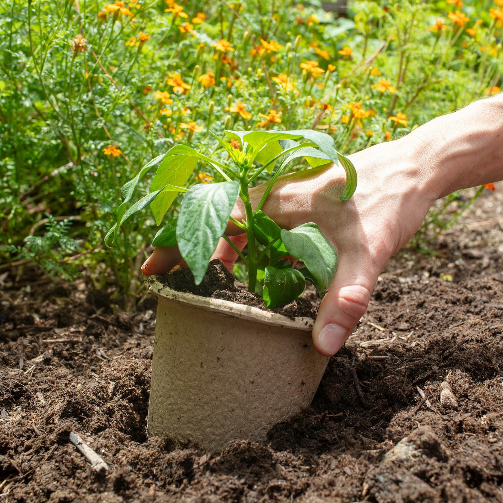 [Like New] Back to the Roots Organic Plantable Seed Starting Pots 4.25" Wide Brown 8 Ct