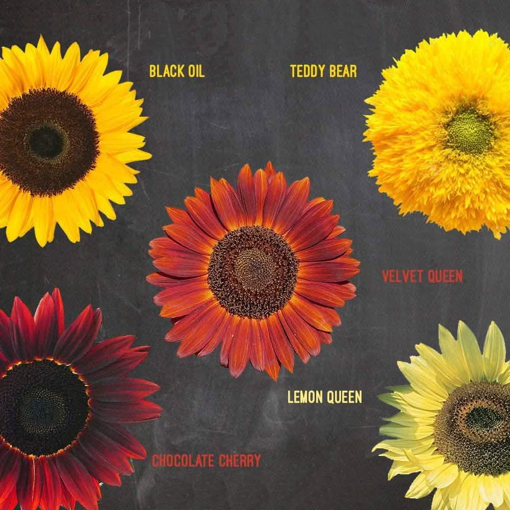 Plant Your Own Garden Grow Kit