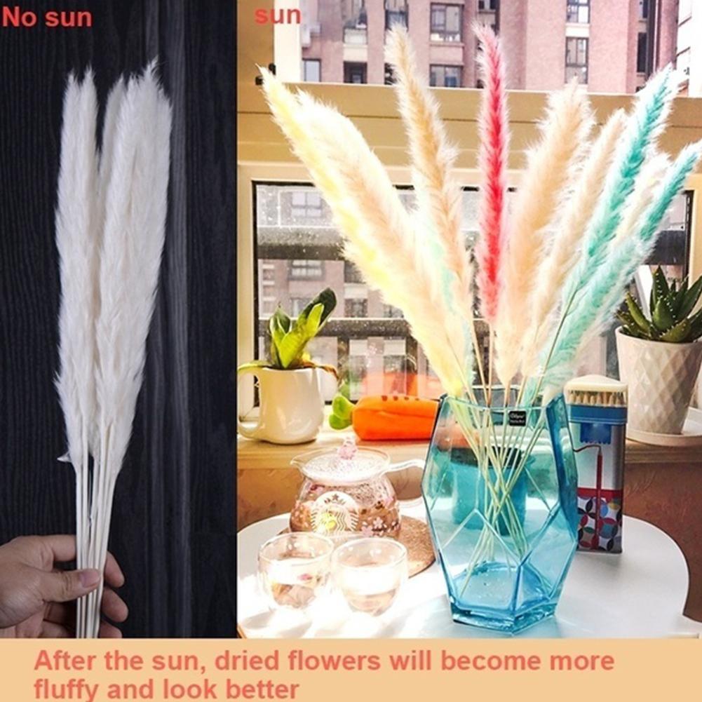 Real Dried Grass Reed Flower Natural Dry Small Bulrush Bouquet Pampas Reeds Home Decoration Wedding Decor Pompass Grass Branches for Vase Artificial Grass Room Décor Wedding Decorations