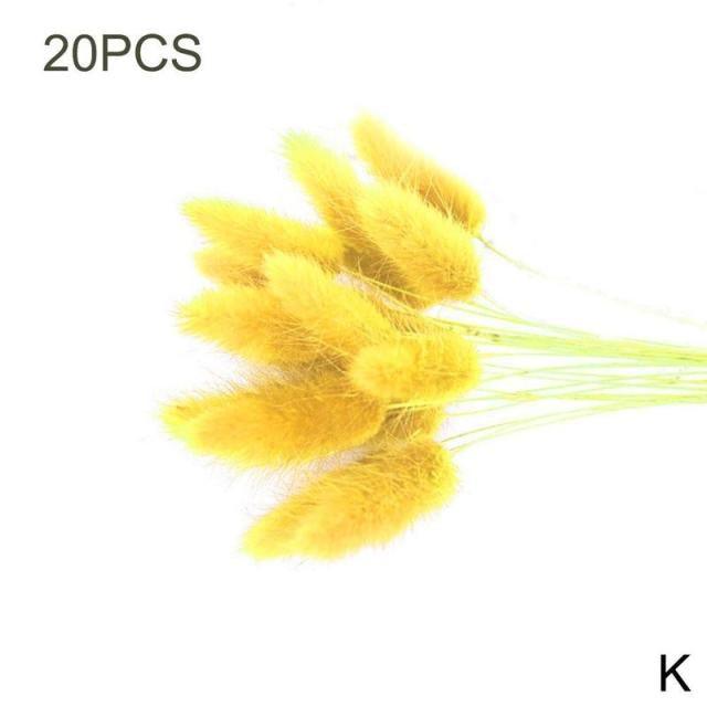 Real Dried Grass Reed Flower Natural Dry Small Bulrush Bouquet Pampas Reeds Home Decoration Wedding Decor Pompass Grass Branches for Vase Artificial Grass Room Décor Wedding Decorations