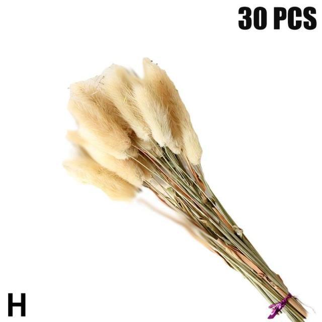 Real Dried Grass Reed Flower Natural Dry Small Bulrush Bouquet Pampas Reeds Home Decoration Wedding Decor Pompass Grass Branches for Vase Artificial Grass Room Décor Wedding Decorations