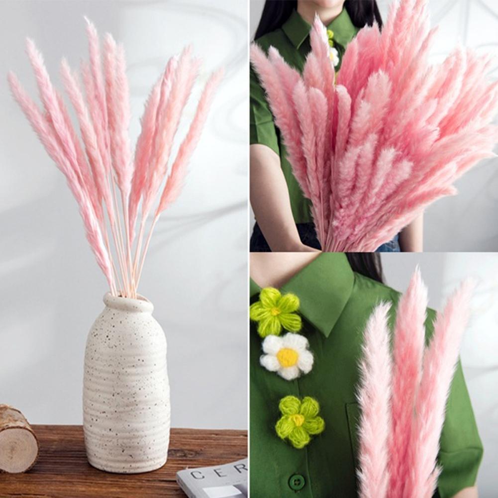 Real Dried Grass Reed Flower Natural Dry Small Bulrush Bouquet Pampas Reeds Home Decoration Wedding Decor Pompass Grass Branches for Vase Artificial Grass Room Décor Wedding Decorations