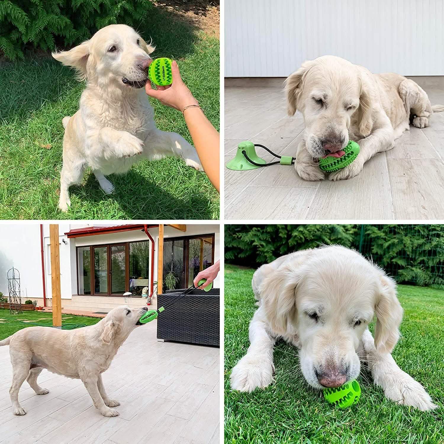 Suction Cup and Play IQ Toy Treat Ball