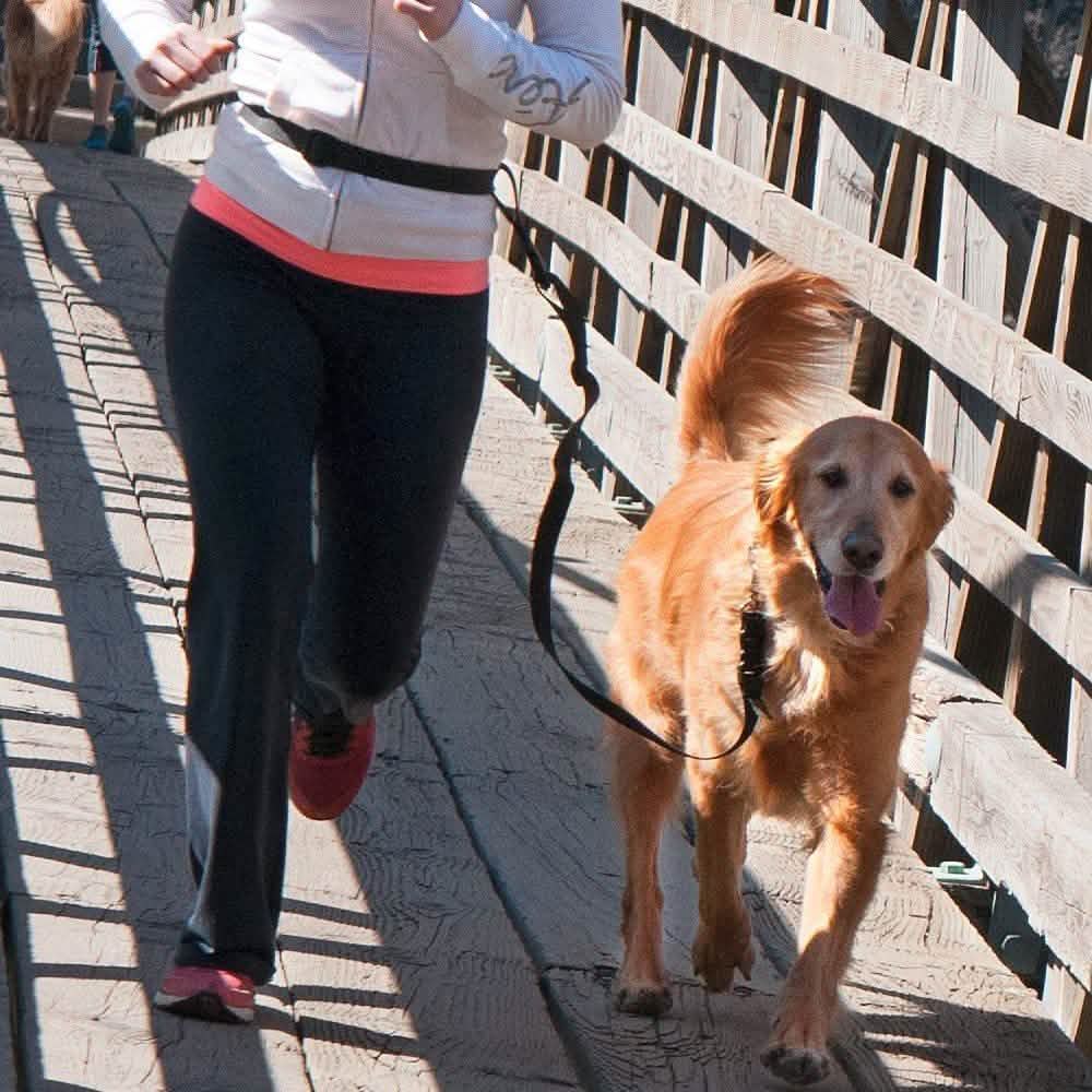 The Buddy System Adjustable Hands Free Dog Leash