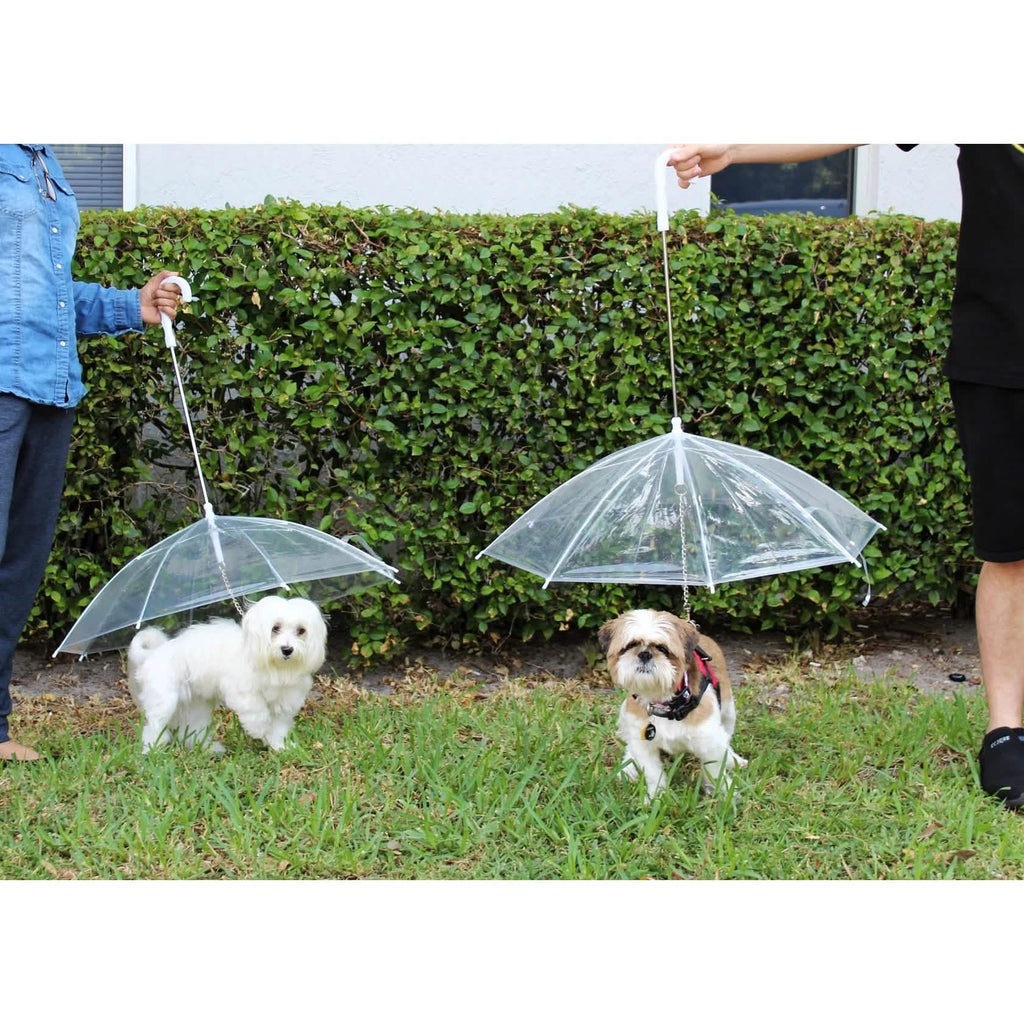 Transparent Outdoor Dog or Puppy Umbrella with Chain Leash