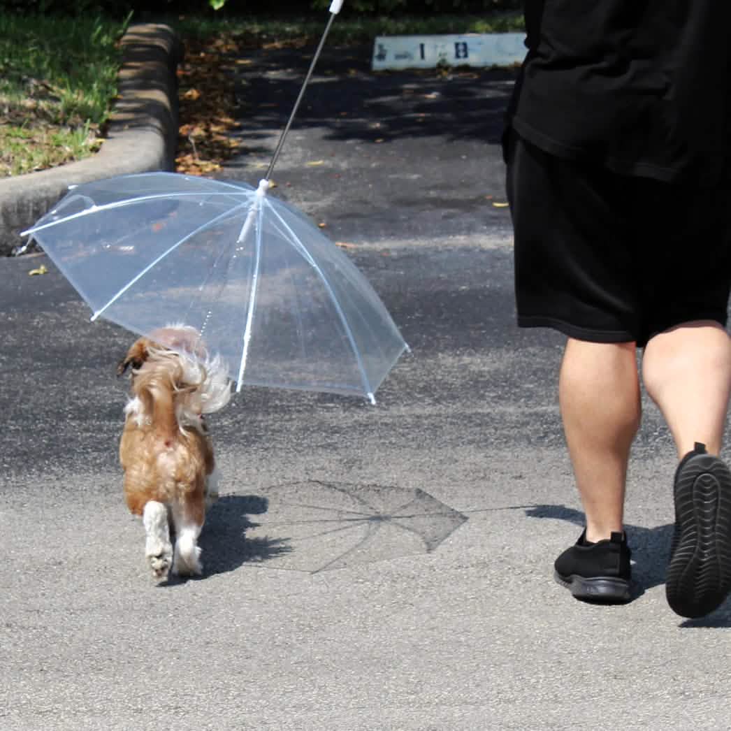 Transparent Outdoor Dog or Puppy Umbrella with Chain Leash